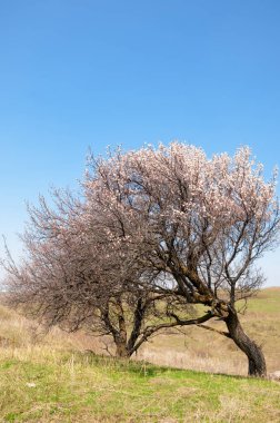  Pembe ağaçlar çiçek. Kayısı bahar çiçekleri. Arka plan sanat, pembe çiçekleri, duvar kağıdı ile şube. Kayısı ağacı çiçek.