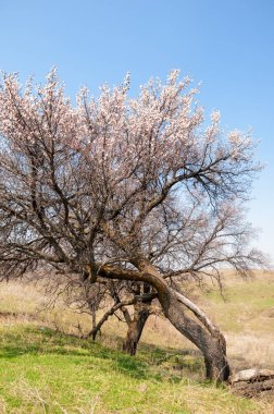  Pembe ağaçlar çiçek. Kayısı bahar çiçekleri. Arka plan sanat, pembe çiçekleri, duvar kağıdı ile şube. Kayısı ağacı çiçek.