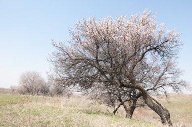  Pembe ağaçlar çiçek. Kayısı bahar çiçekleri. Arka plan sanat, pembe çiçekleri, duvar kağıdı ile şube. Kayısı ağacı çiçek.