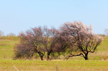  Pembe ağaçlar çiçek. Kayısı bahar çiçekleri. Arka plan sanat, pembe çiçekleri, duvar kağıdı ile şube. Kayısı ağacı çiçek.