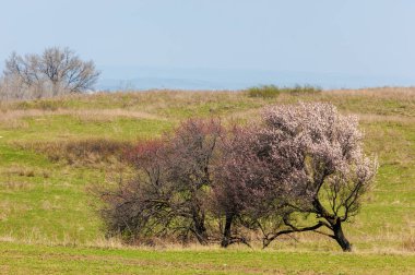  Pembe ağaçlar çiçek. Kayısı bahar çiçekleri. Arka plan sanat, pembe çiçekleri, duvar kağıdı ile şube. Kayısı ağacı çiçek.