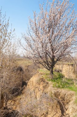  Pembe ağaçlar çiçek. Kayısı bahar çiçekleri. Arka plan sanat, pembe çiçekleri, duvar kağıdı ile şube. Kayısı ağacı çiçek.