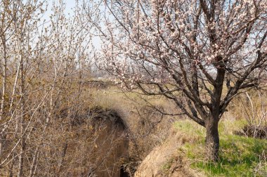  Pembe ağaçlar çiçek. Kayısı bahar çiçekleri. Arka plan sanat, pembe çiçekleri, duvar kağıdı ile şube. Kayısı ağacı çiçek.