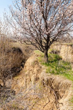  Pembe ağaçlar çiçek. Kayısı bahar çiçekleri. Arka plan sanat, pembe çiçekleri, duvar kağıdı ile şube. Kayısı ağacı çiçek.