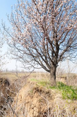  Pembe ağaçlar çiçek. Kayısı bahar çiçekleri. Arka plan sanat, pembe çiçekleri, duvar kağıdı ile şube. Kayısı ağacı çiçek.