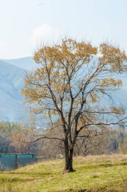 bahar elm olmadan fotoğraflandı bırakır