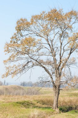 bahar elm olmadan fotoğraflandı bırakır