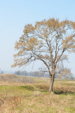 bahar elm olmadan fotoğraflandı bırakır