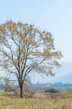 bahar elm olmadan fotoğraflandı bırakır