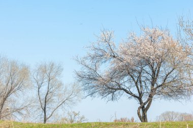 Bahar gölge ağaçlarının altında. büyüme kayısı ağaçları gölge sağlamak