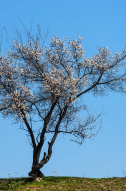  Pembe ağaçlar çiçek. Kayısı bahar çiçekleri. Arka plan sanat, pembe çiçekleri, duvar kağıdı ile şube. Kayısı ağacı çiçek.
