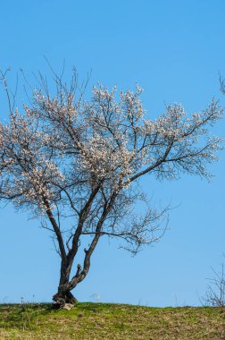  Pembe ağaçlar çiçek. Kayısı bahar çiçekleri. Arka plan sanat, pembe çiçekleri, duvar kağıdı ile şube. Kayısı ağacı çiçek.