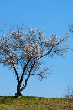  Pembe ağaçlar çiçek. Kayısı bahar çiçekleri. Arka plan sanat, pembe çiçekleri, duvar kağıdı ile şube. Kayısı ağacı çiçek.