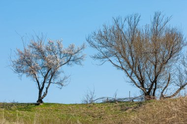  Pembe ağaçlar çiçek. Kayısı bahar çiçekleri. Arka plan sanat, pembe çiçekleri, duvar kağıdı ile şube. Kayısı ağacı çiçek.