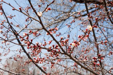  Pembe ağaçlar çiçek. Kayısı bahar çiçekleri. Arka plan sanat, pembe çiçekleri, duvar kağıdı ile şube. Kayısı ağacı çiçek.