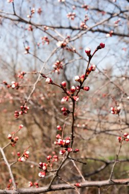  Pembe ağaçlar çiçek. Kayısı bahar çiçekleri. Arka plan sanat, pembe çiçekleri, duvar kağıdı ile şube. Kayısı ağacı çiçek.