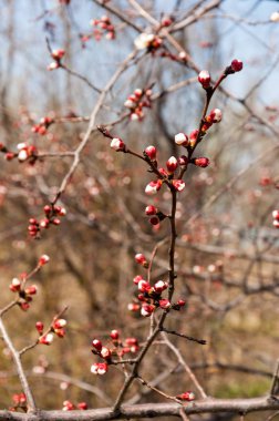  Pembe ağaçlar çiçek. Kayısı bahar çiçekleri. Arka plan sanat, pembe çiçekleri, duvar kağıdı ile şube. Kayısı ağacı çiçek.