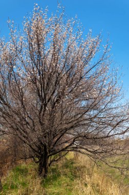  Pembe ağaçlar çiçek. Kayısı bahar çiçekleri. Arka plan sanat, pembe çiçekleri, duvar kağıdı ile şube. Kayısı ağacı çiçek.