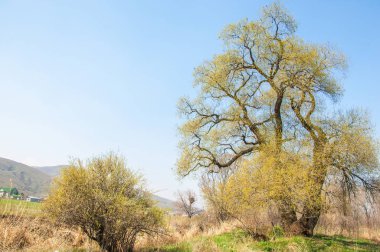 Salix fragilis. Willow çatlamak. gevrek söğüt, söğüt. 