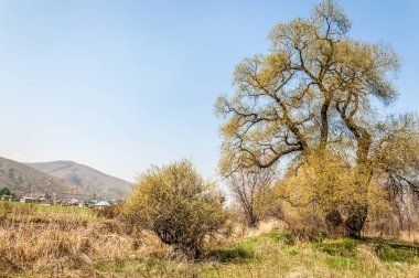 Salix fragilis. Willow çatlamak. gevrek söğüt, söğüt. 