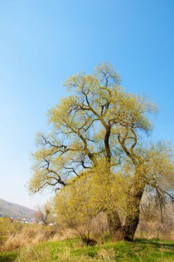 Salix fragilis. Willow çatlamak. gevrek söğüt, söğüt. 