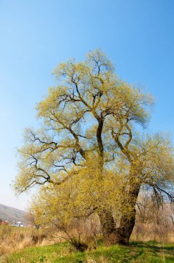 Salix fragilis. Willow çatlamak. gevrek söğüt, söğüt. 