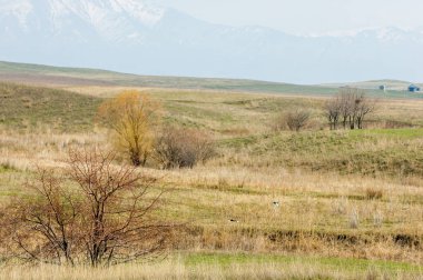 Bahar eteklerinde, yeşil çimen, tepeler, willow brook üzerinde,