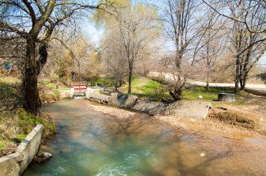 Salix fragilis. Willow çatlamak. gevrek söğüt, söğüt. 