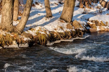 kavak kedicikler. kavak sıcak, sevecen güneş