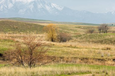 Bahar eteklerinde, yeşil çimen, tepeler, willow brook üzerinde,
