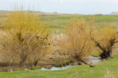Bahar eteklerinde, yeşil çimen, tepeler, willow brook üzerinde,