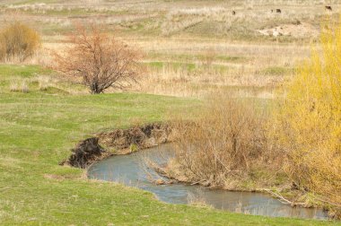 willow, Tien Shan eteklerinde büyüyen sahilde bahar creek