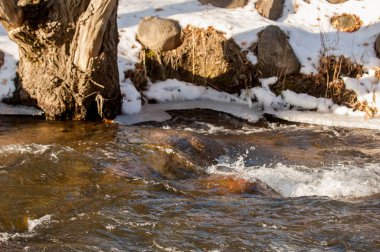 kavak kedicikler. kavak sıcak, sevecen güneş