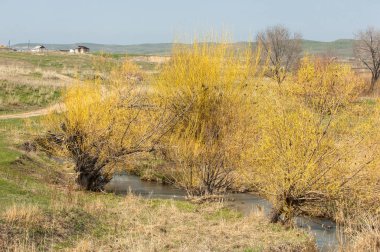Bahar eteklerinde, yeşil çimen, tepeler, willow brook üzerinde,