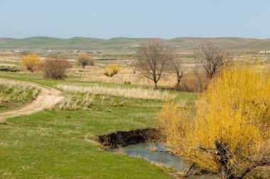 willow, Tien Shan eteklerinde büyüyen sahilde bahar creek