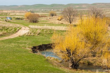 willow, Tien Shan eteklerinde büyüyen sahilde bahar creek