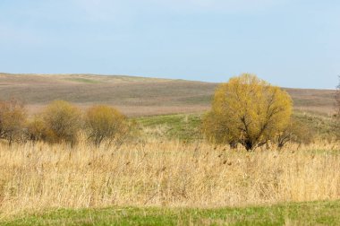 Bahar eteklerinde, yeşil çimen, tepeler, willow brook üzerinde,