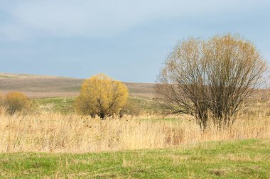 Bahar eteklerinde, yeşil çimen, tepeler, willow brook üzerinde,