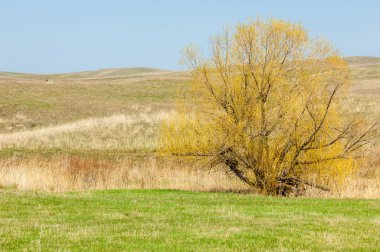 Bahar eteklerinde, yeşil çimen, tepeler, willow brook üzerinde,