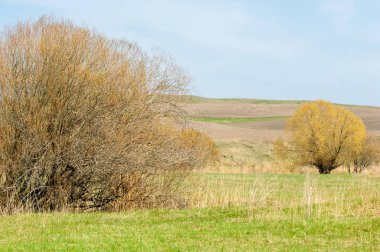 Bahar eteklerinde, yeşil çimen, tepeler, willow brook üzerinde,