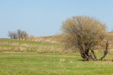 Bahar eteklerinde, yeşil çimen, tepeler, willow brook üzerinde,