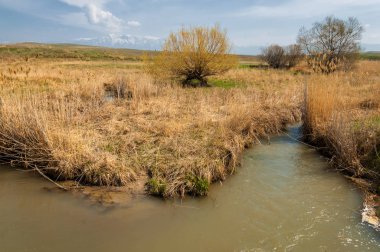 willow, Tien Shan eteklerinde büyüyen sahilde bahar creek