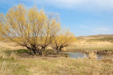 willow, Tien Shan eteklerinde büyüyen sahilde bahar creek