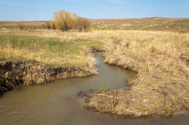 willow, Tien Shan eteklerinde büyüyen sahilde bahar creek