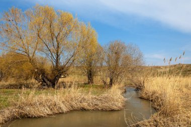 willow, Tien Shan eteklerinde büyüyen sahilde bahar creek