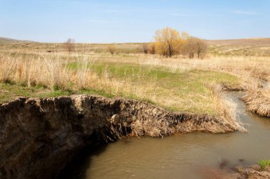 willow, Tien Shan eteklerinde büyüyen sahilde bahar creek