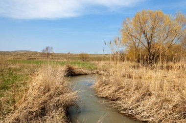 willow, Tien Shan eteklerinde büyüyen sahilde bahar creek