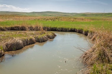 willow, Tien Shan eteklerinde büyüyen sahilde bahar creek