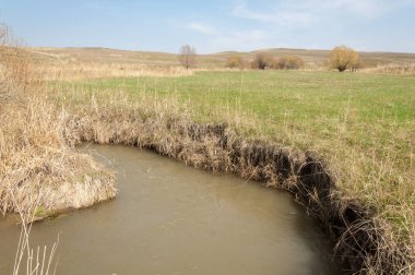 willow, Tien Shan eteklerinde büyüyen sahilde bahar creek