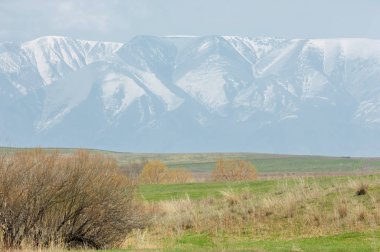 willow, Tien Shan eteklerinde büyüyen sahilde bahar creek